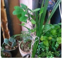 گل آپارتمانی|گل و گیاه طبیعی|اصفهان, باغ فدک|دیوار