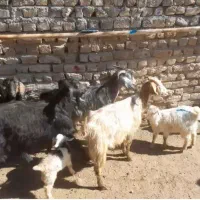 ۵عددبز بزغاله