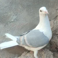 پشت گراف آلمانی