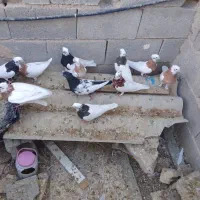 12عدد کبوتر رنگی|پرنده|جهرم, |دیوار