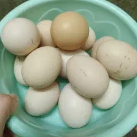 تخم مرغ محلی