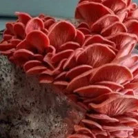 آموزش پرورش قارچ