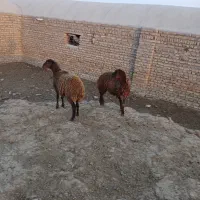 دوعدد بره ماده افشاری|حیوانات مزرعه|تربت جام, کلالی|دیوار
