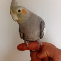 عروس دست آموز