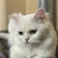 گربه پرشین چشم ابی