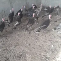 بوقلمون خونگی|حیوانات مزرعه|یزد, |دیوار