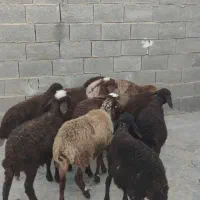 بره پای پروار