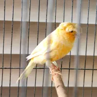 قناری نر عالی