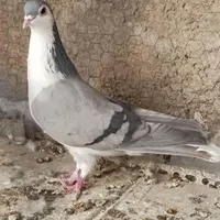 ماده بومی|پرنده|شاهین‌شهر, طالقانی|دیوار