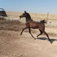 کره نریان خالص عرب ایرانی ۱۷ماهه