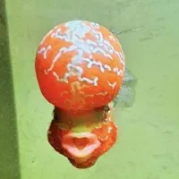 ماهی فلاور، فلاورتایلندی درتهران فلاور