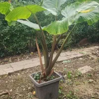 گل بابادم|گل و گیاه طبیعی|آمل, |دیوار