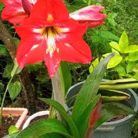 امارلیس ایرانی