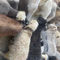 گوسفند کره بز  کشتاری