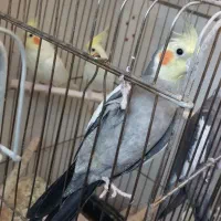 عروس هلندی مولد|پرنده|پیشوا, |دیوار