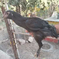 جوجه ۴ ماهه کردی