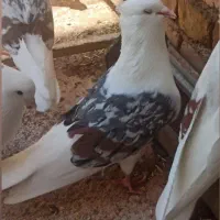 سیاپلنگ نواتی اصیل