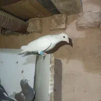 کفترپرشی ضربه|پرنده|سبزوار, قصبه شرقی|دیوار