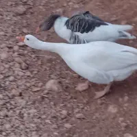 غازیک جفت نر وماده