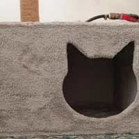 اسکرچر|لوازم جانبی حیوانات|مشهد, تلگرد|دیوار