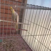 عروس هلندی نر|پرنده|گلبهار, شهر جدید گلبهار|دیوار