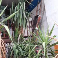 گل و گیاه خانگی