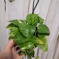 پتوس زعفرونی|گل و گیاه طبیعی|سبزوار, گلشن|دیوار