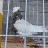 کبوتر  طوقی  با  جوجه   الانم  روی  تخم  هست