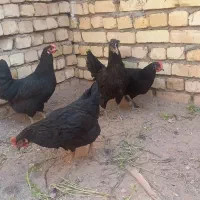 بوقلمون ومرغ وخروس|حیوانات مزرعه|کاشان, خلیج فارس|دیوار