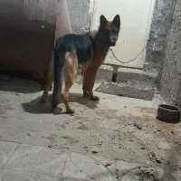 جهت  معاوزه