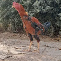 مرغ و خروس لاری|حیوانات مزرعه|پیشوا, |دیوار