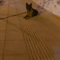 معاوضه قناری رسمی بلند و سگ ژرمن