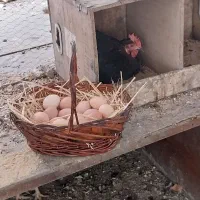 تخم مرغ محلی|خوردنی و آشامیدنی|اندیشه, اندیشه فاز ۱|دیوار