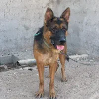 سگ ژرمن شپرت شیبدار