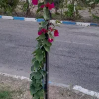 زاهدان بر زابل