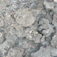 کود مرغ محلی