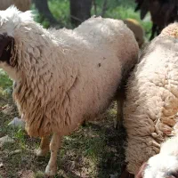 قوچ|حیوانات مزرعه|چرداول, |دیوار