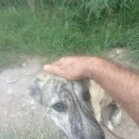 سگ افغان سراب|سگ|رشت, توشیبا|دیوار