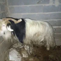 بهده یا دوبور