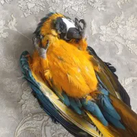 آرا آبی طلایی دستی چلوندنی