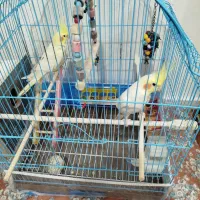 یک جفت عروس هلندی