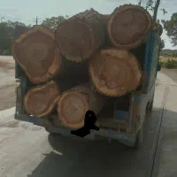 خرید انواع چوب در محل نقدی روی باسکول|خدمات باغبانی و درختکاری|اراک, |دیوار