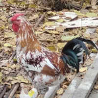 خروس چهل تاج گلین