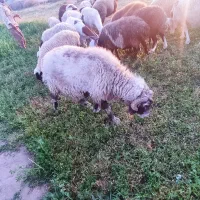 میش درشت  نژاد دار برای نگهداری|حیوانات مزرعه|بردسیر, |دیوار