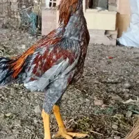 خروس لاری