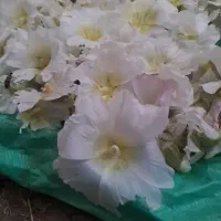 گل ختمی