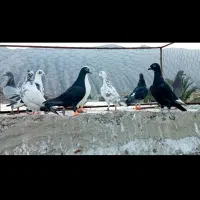 کبوتر‌پلاکی