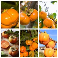خرمالو گوجه سبز توت فرنگی تمشک هلو|خدمات باغبانی و درختکاری|قزوین, |دیوار
