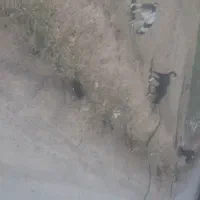 غذای سگ استخوان نان خشک