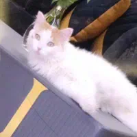 گربه گم شده